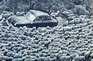 Transhumance_1.png