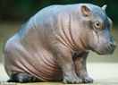 hippo.png